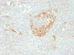 NSE gamma (Neuron Specific Enolase, gamma) Antibody in Immunohistochemistry (Paraffin) (IHC (P))