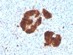 NSE gamma (Neuron Specific Enolase, gamma) (Neuroendocrine Marker) Antibody in Immunohistochemistry (Paraffin) (IHC (P))