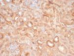 EPH Receptor B4 (EPHB4) Antibody in Immunohistochemistry (Paraffin) (IHC (P))