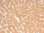 EPH Receptor B4 (EPHB4) Antibody in Immunohistochemistry (Paraffin) (IHC (P))