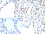 EPH Receptor B4 (EPHB4) Antibody in Immunohistochemistry (Paraffin) (IHC (P))