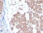 EPH Receptor B4 (EPHB4) Antibody in Immunohistochemistry (Paraffin) (IHC (P))