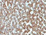 EPH Receptor B4 (EPHB4) Antibody in Immunohistochemistry (Paraffin) (IHC (P))