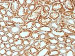 Erythropoietin (EPO) Antibody in Immunohistochemistry (Paraffin) (IHC (P))