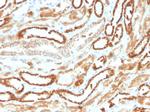 Erythropoietin (EPO) Antibody in Immunohistochemistry (Paraffin) (IHC (P))