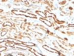 Erythropoietin (EPO) Antibody in Immunohistochemistry (Paraffin) (IHC (P))