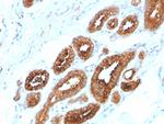 HER-4/ERBB4 Antibody in Immunohistochemistry (Paraffin) (IHC (P))