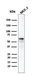 AKT1 Antibody in Western Blot (WB)