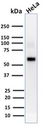 AKT1 Antibody in Western Blot (WB)