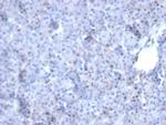 AKT1 Antibody in Immunohistochemistry (Paraffin) (IHC (P))