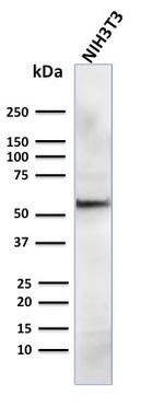 AKT1 Antibody in Western Blot (WB)