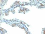 ERG (Vascular Endothelial and Prostate Marker) Antibody in Immunohistochemistry (Paraffin) (IHC (P))