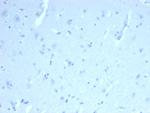 ERG Antibody in Immunohistochemistry (Paraffin) (IHC (P))