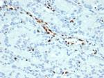 ERG Antibody in Immunohistochemistry (Paraffin) (IHC (P))