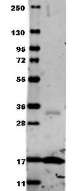 TNF alpha Antibody in Western Blot (WB)