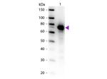 Transferrin Antibody in Western Blot (WB)