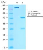 Estrogen Receptor, alpha (Marker of Estrogen Dependence) Antibody in SDS-PAGE (SDS-PAGE)