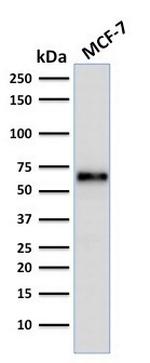 Estrogen Receptor, alpha (Marker of Estrogen Dependence) Antibody in Western Blot (WB)