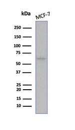 Estrogen Receptor, alpha (Marker of Estrogen Dependence) Antibody in Western Blot (WB)