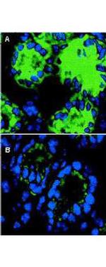 IL-18 Antibody in Immunohistochemistry (Frozen) (IHC (F))