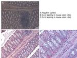 IL-18 Antibody in Immunohistochemistry (Paraffin) (IHC (P))