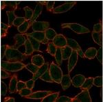 ETS2 (Transcription Factor) Antibody in Immunocytochemistry (ICC/IF)