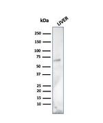 Albumin (Transport Protein) Antibody in Western Blot (WB)