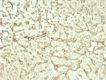 Albumin (Transport Protein) Antibody in Immunohistochemistry (Paraffin) (IHC (P))