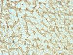 Albumin (Transport Protein) Antibody in Immunohistochemistry (Paraffin) (IHC (P))