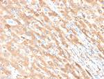 Albumin (Transport Protein) Antibody in Immunohistochemistry (Paraffin) (IHC (P))