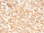 Albumin (Transport Protein) Antibody in Immunohistochemistry (Paraffin) (IHC (P))