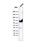 Albumin (Transport Protein) Antibody in Western Blot (WB)