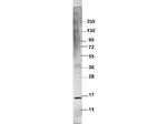 TNF alpha Antibody in Western Blot (WB)