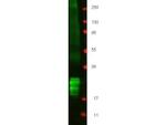 Interferon beta Antibody in Western Blot (WB)