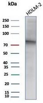 EZH2/KMT6 Antibody in Western Blot (WB)