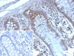 EZH2/KMT6 Antibody in Immunohistochemistry (Paraffin) (IHC (P))