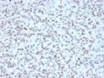 EZH2/KMT6 Antibody in Immunohistochemistry (Paraffin) (IHC (P))