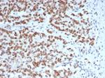 EZH2/KMT6 Antibody in Immunohistochemistry (Paraffin) (IHC (P))