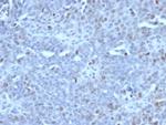 EZH2/KMT6 Antibody in Immunohistochemistry (Paraffin) (IHC (P))