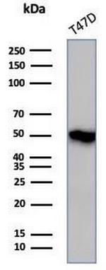 Coagulation Factor VII/F7 Antibody in Western Blot (WB)