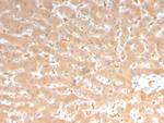 Coagulation Factor VII/F7 Antibody in Immunohistochemistry (Paraffin) (IHC (P))