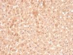 Coagulation Factor VII/F7 Antibody in Immunohistochemistry (Paraffin) (IHC (P))