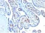 Fatty Acid Binding Protein 4 (FABP4) Antibody in Immunohistochemistry (Paraffin) (IHC (P))