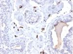 Fatty Acid Binding Protein 4 (FABP4) Antibody in Immunohistochemistry (Paraffin) (IHC (P))