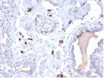 Fatty Acid Binding Protein 4 (FABP4) Antibody in Immunohistochemistry (Paraffin) (IHC (P))