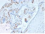 Fatty Acid Binding Protein 4 (FABP4) Antibody in Immunohistochemistry (Paraffin) (IHC (P))