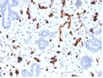 Fatty Acid Binding Protein 4 (FABP4) Antibody in Immunohistochemistry (Paraffin) (IHC (P))