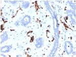 Fatty Acid Binding Protein 4 (FABP4) Antibody in Immunohistochemistry (Paraffin) (IHC (P))