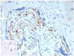 Fatty Acid Binding Protein 4 (FABP4) Antibody in Immunohistochemistry (Paraffin) (IHC (P))