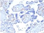 Fatty Acid Binding Protein 4 (FABP4) Antibody in Immunohistochemistry (Paraffin) (IHC (P))